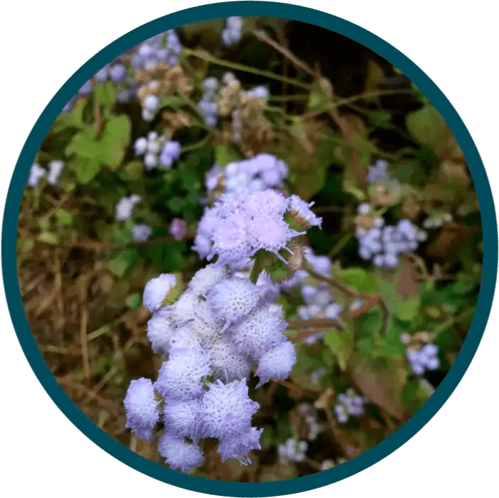 Lavender purple flower buds.