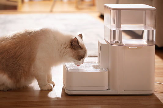 A cat drinking water from a water dispenser. 