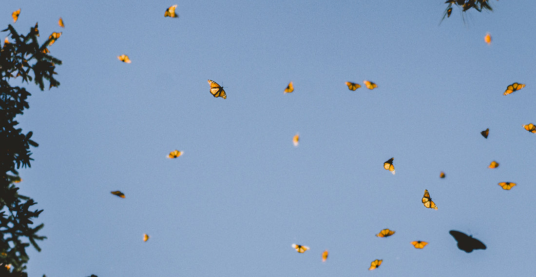 A bunch of butterflies flying around, with a blue sky. 