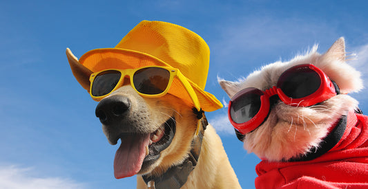 An image of a dog in a yellow hat and sunglasses, next to a cat in a red shirt with sunglasses. 