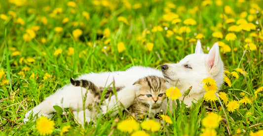 A dog and cat laying down together, cuddling in a field of yellow flowers. 