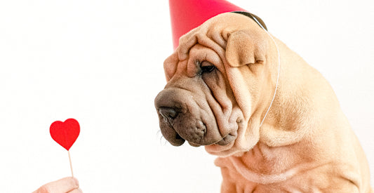A dog with a red hat on looking a person's hand, holding a little heart on a stick. 