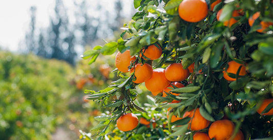 A bunch of oranges growing on a farm. 