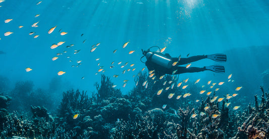 A diver swimming in the sea amongst fish and coral. 