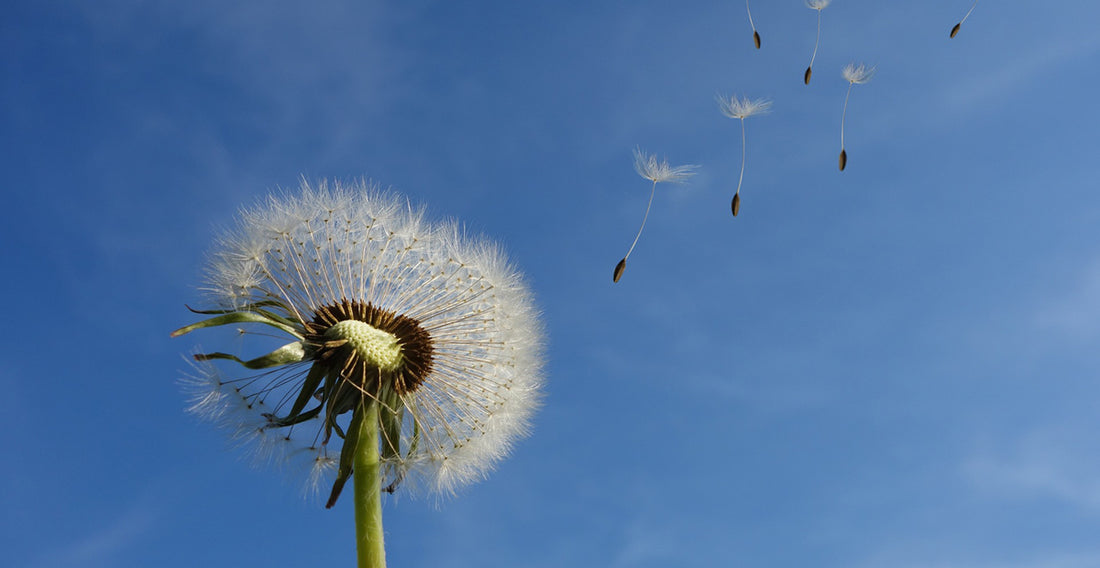 Dandelion seeds blowing away into the sky. 