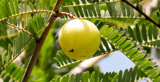 The amla fruit hanging from its branch. 