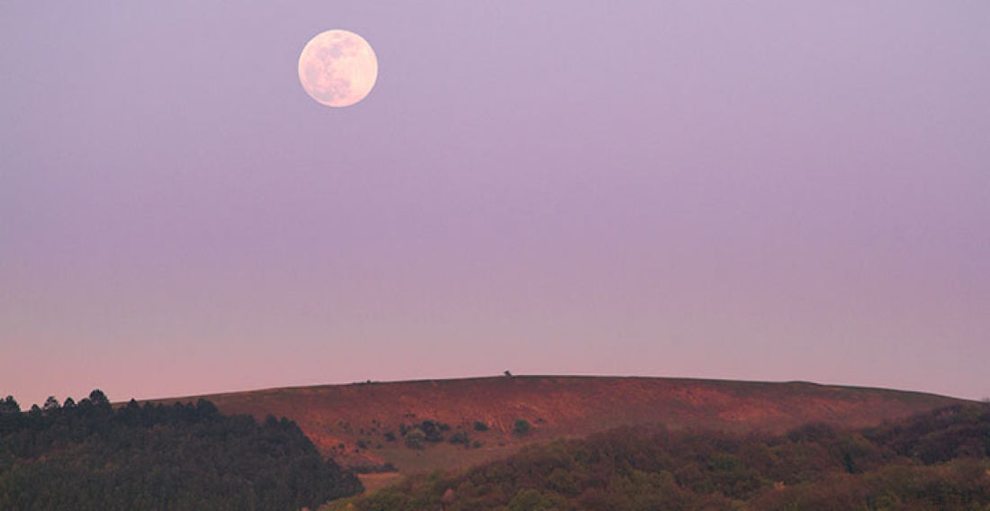 The moon overlooking a hillside, in a lavender-colored sky. 