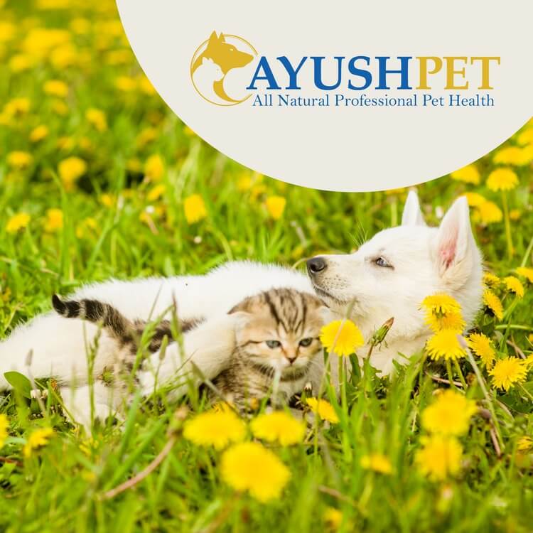 A dog and cat cuddling, laying down in a field of flowers. A banner says, "AyushPet, All Natural Professional Pet Health."